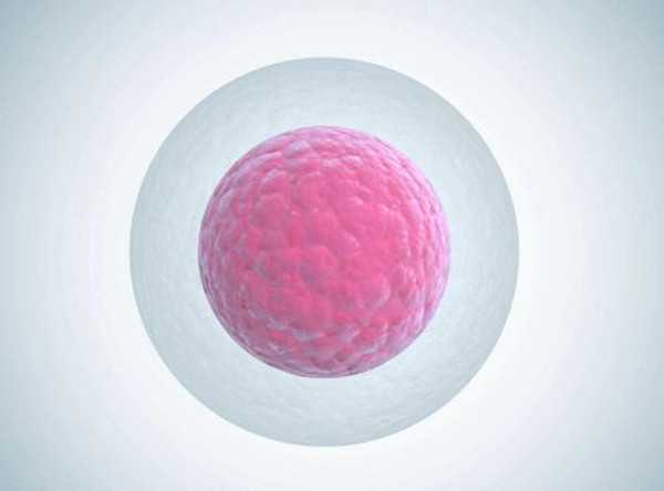 试管会染色体异常_子宫切除 怀孕吗_单身可以做供卵了解lt添一试管婴儿吗？去