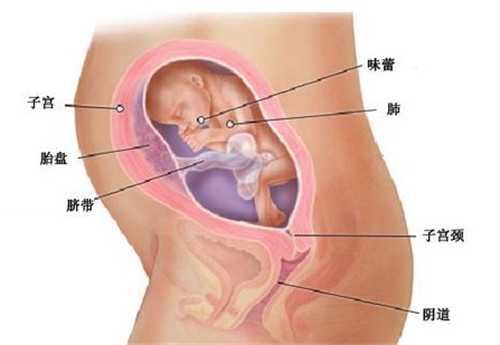 南京供卵机构_试管婴儿前期需要准备什么工作？