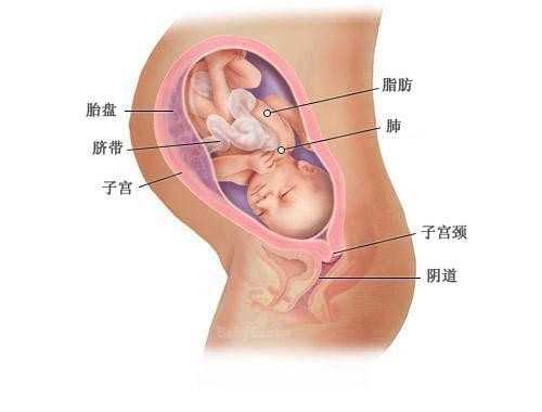 合法代孕地址_哪些试管婴儿移植后反应代表成功怀孕?
